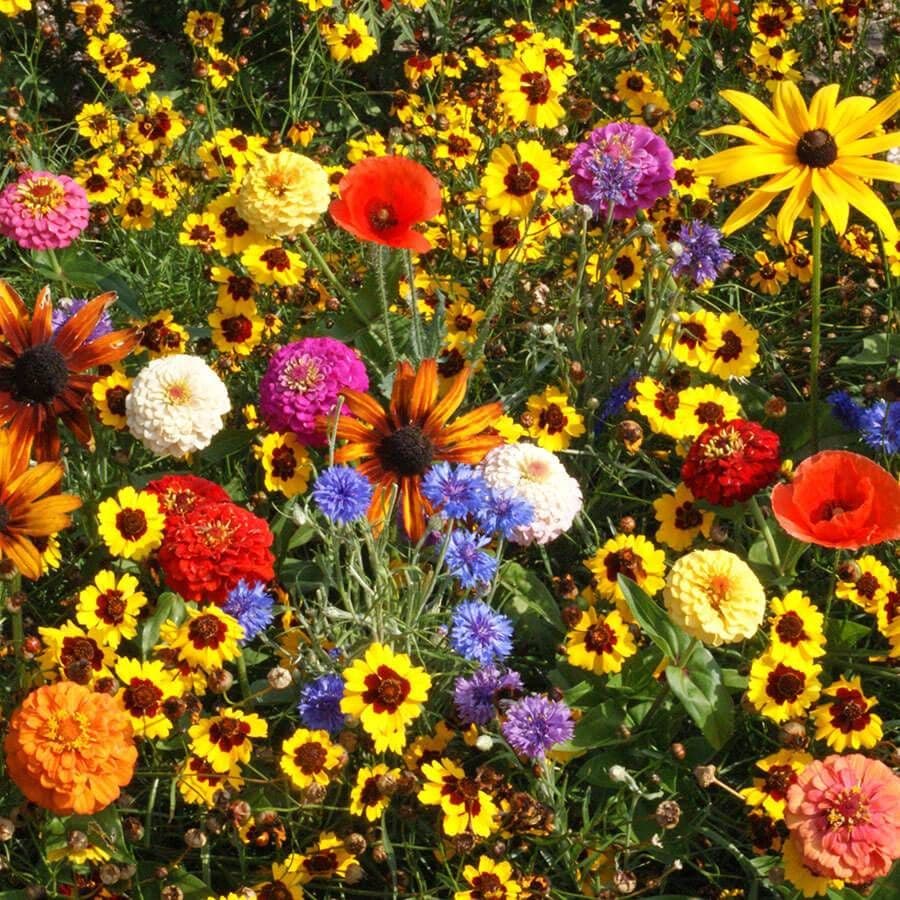 Easy Care Children's Garden Seed Mixture