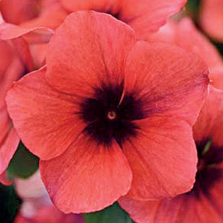 Tattoo™ Papaya Vinca Seeds