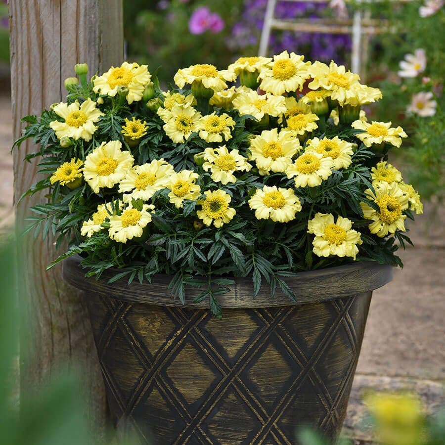 'Daisy Wheel Lemon' Marigold Seeds