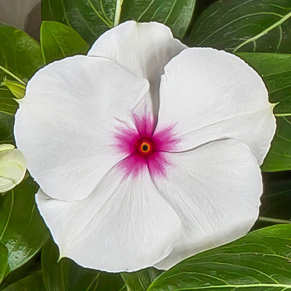 Cora® XDR Polka Dot Vinca Seeds
