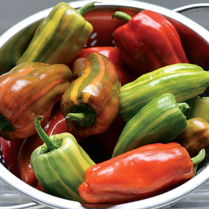 Candy Cane Red Pepper Seeds