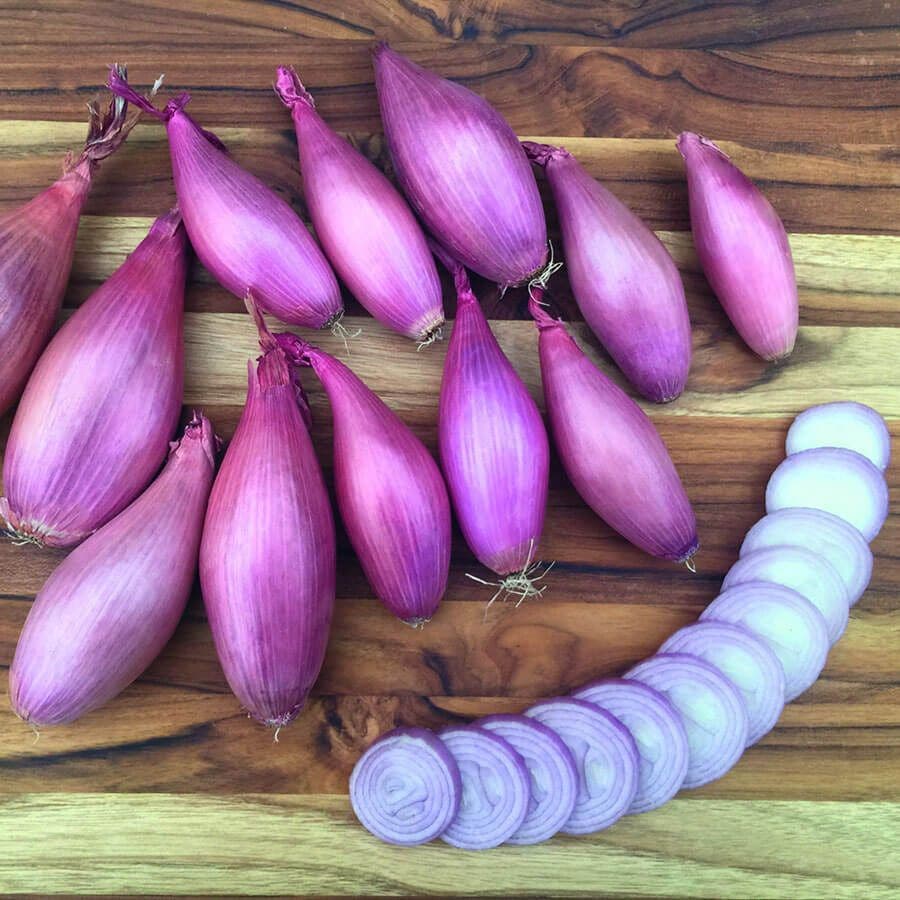 Echallion Creme Brulee Hybrid Shallot Seeds