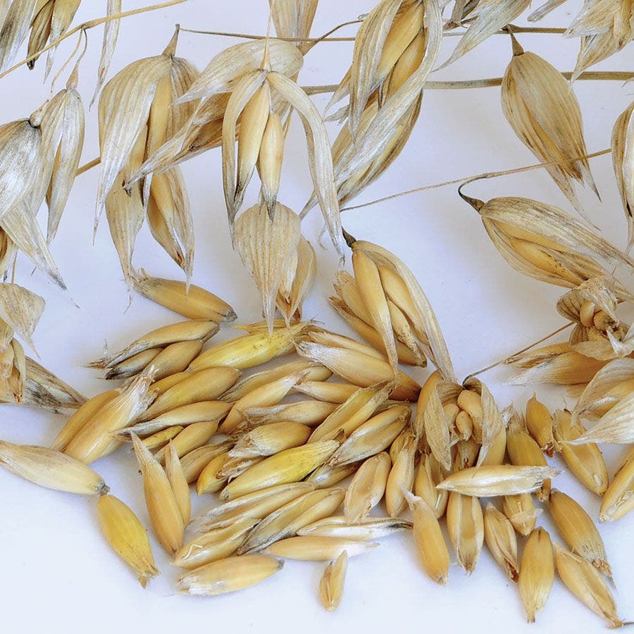 Common Organic Oats Cover Crop Seeds