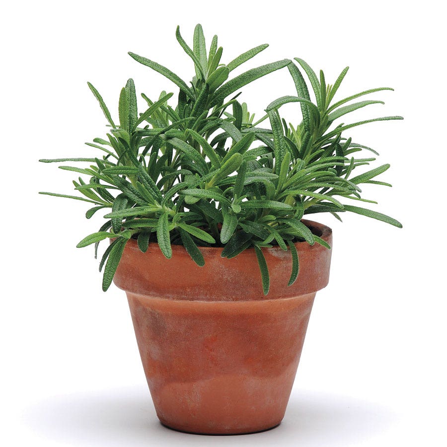 SimplyHerbs™ Rosemary Seeds