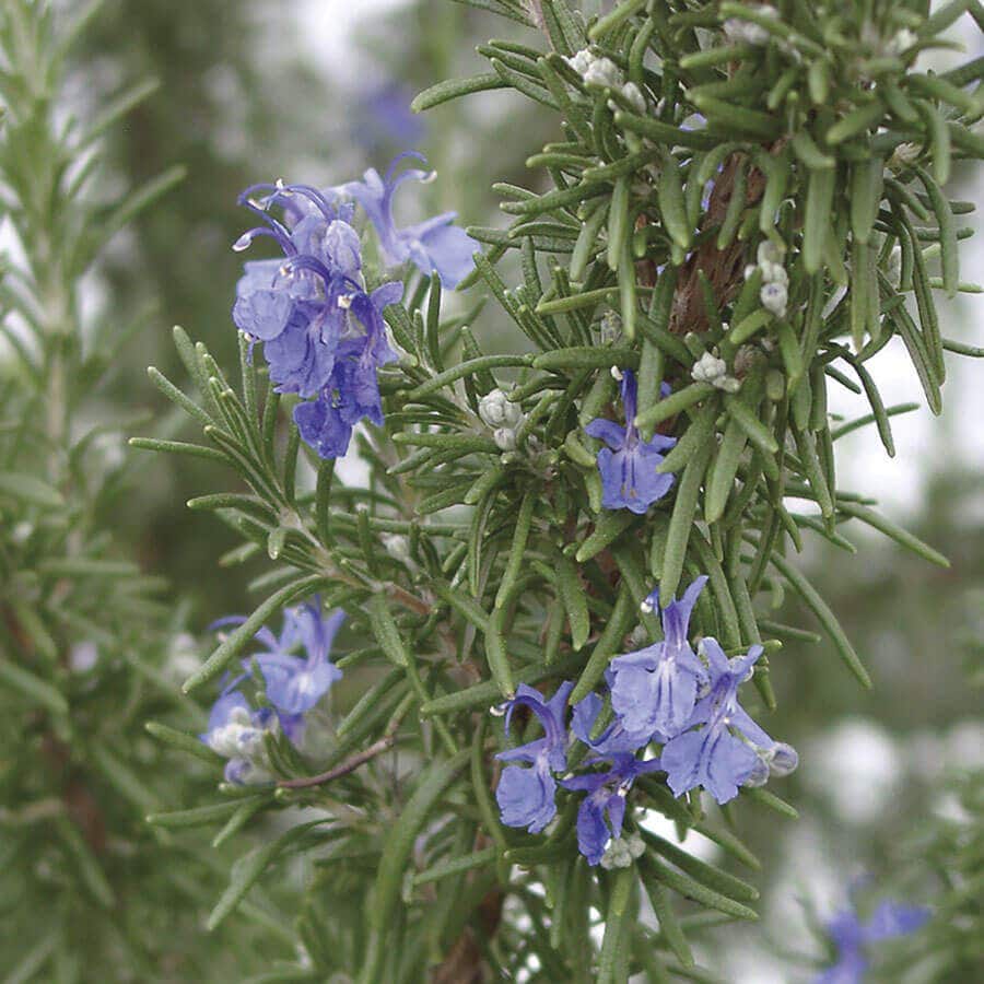 SimplyHerbs™ Rosemary Seeds