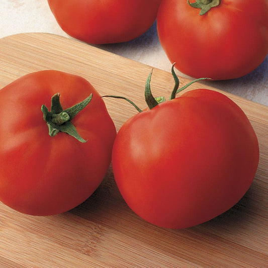 Park Seed Big Yummy Hybrid Tomato Seeds