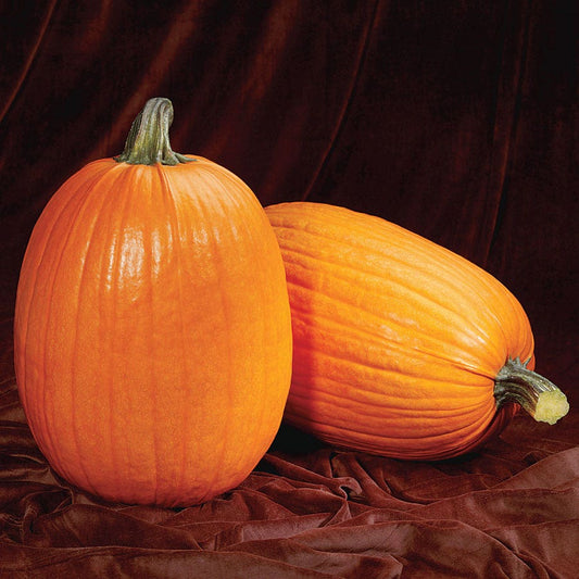 Captain Jack Hybrid Pumpkin Seeds