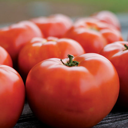 Park Seed Legacy Tomato Seeds