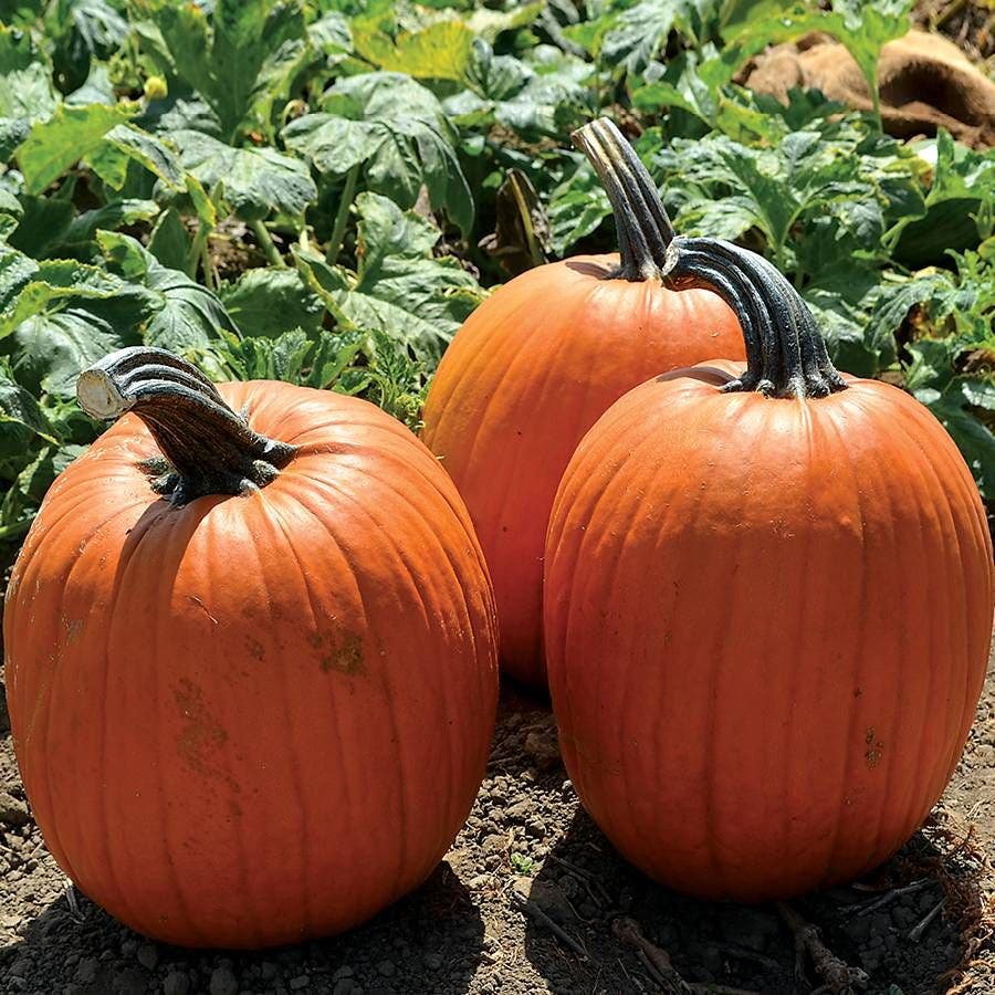 Large Marge Hybrid Pumpkin Seeds