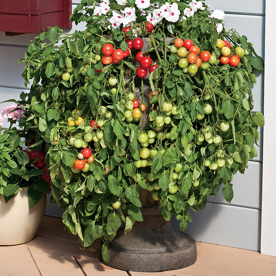 Cherry Fountain Tomato Seeds