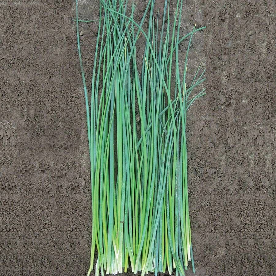 Nelly Organic Chive Seeds