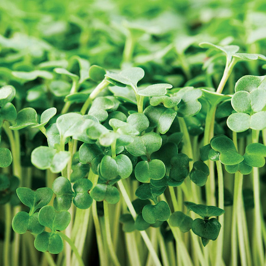 Calabrese Broccoli Seeds