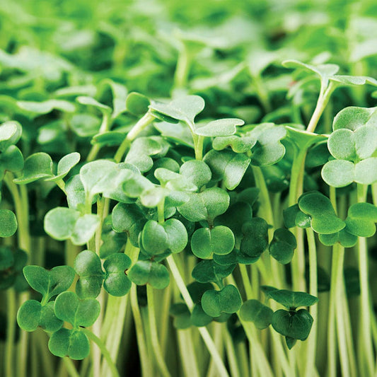 Calabrese Broccoli Seeds