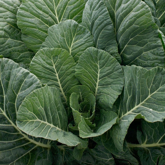 Top Chop Collard Seeds