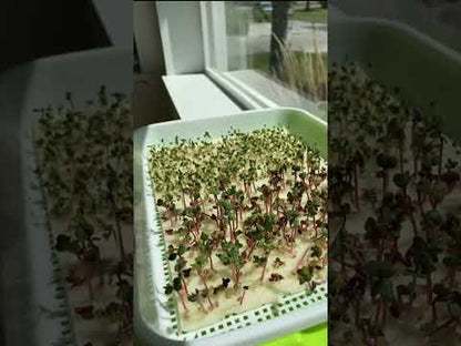 Sow Effortless Collection™ Organic Broccoli Microgreen Seed Mats Set of 2