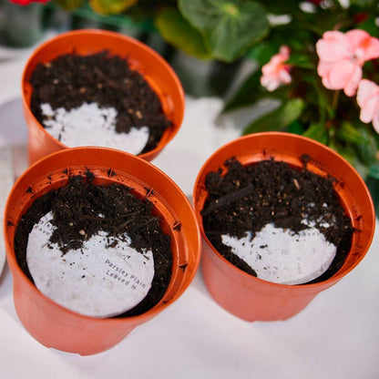Sow Effortless Collection™ Organic Cilantro Seed Discs Set of 3
