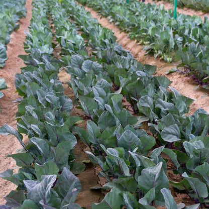 Konstance Hybrid Kohlrabi Seeds