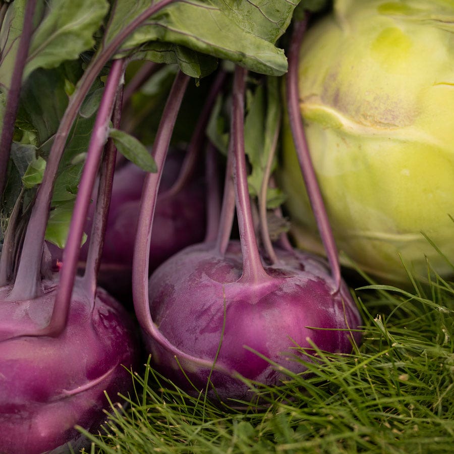 Konstance Hybrid Kohlrabi Seeds