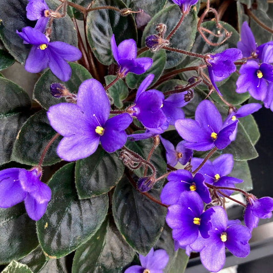 Heirloom African Violet Seeds