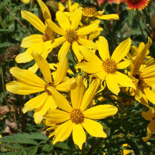 Tickseed Sunflower Bidens Seeds