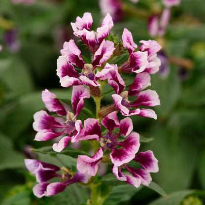 Sweet Talk™ Lavender Splash Cuphea Seeds