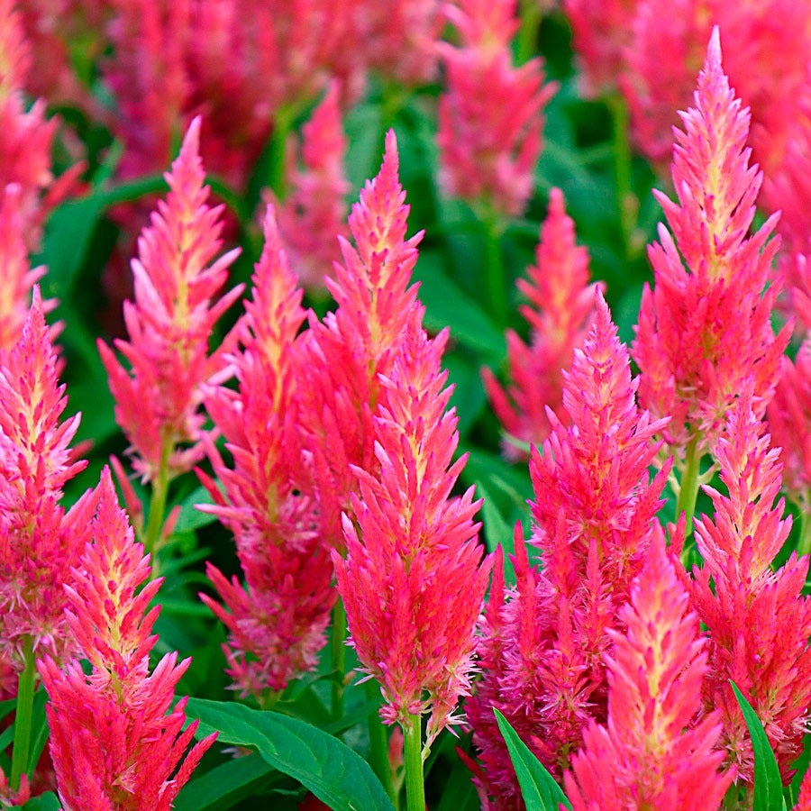 Flamma Pink Celosia Seeds*