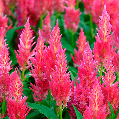 Flamma Pink Celosia Seeds*