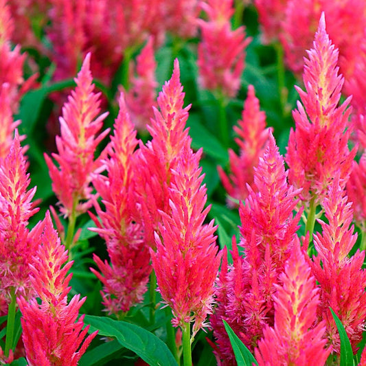 Flamma Pink Celosia Seeds*