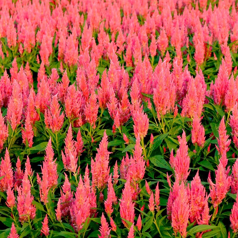 Flamma Pink Celosia Seeds*