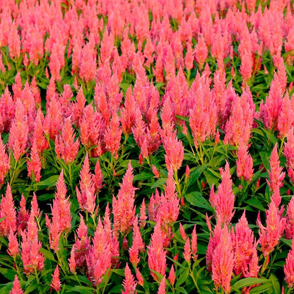 Flamma Pink Celosia Seeds*