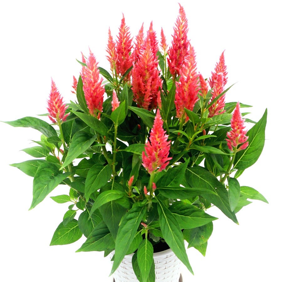 Flamma Pink Celosia Seeds*