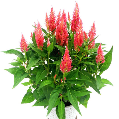Flamma Pink Celosia Seeds*