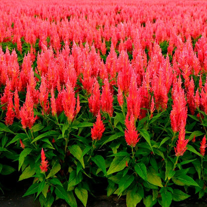 Flamma Pink Celosia Seeds*