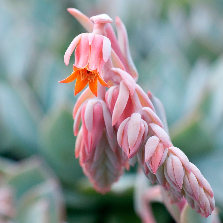 Urban Orange Echeveria Seeds