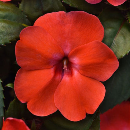 Solarscape® Orange Burst Interspecific Impatiens Seeds