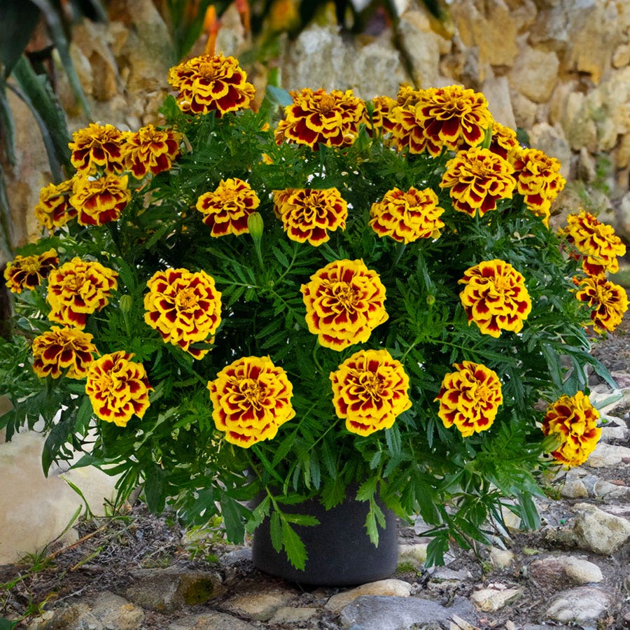 Mango Tango Marigold Seeds