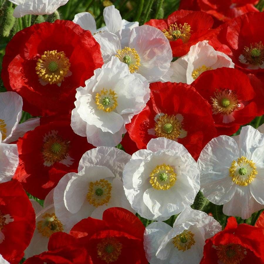 'National Mix' Poppy Seeds