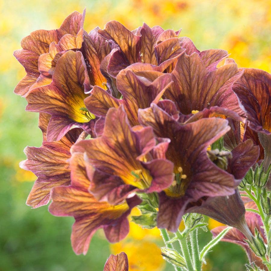 'Café Au Lait' Painted Tongue Seeds
