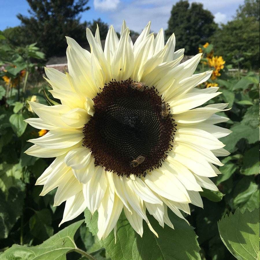 ProCut® White Nite Sunflower Seeds