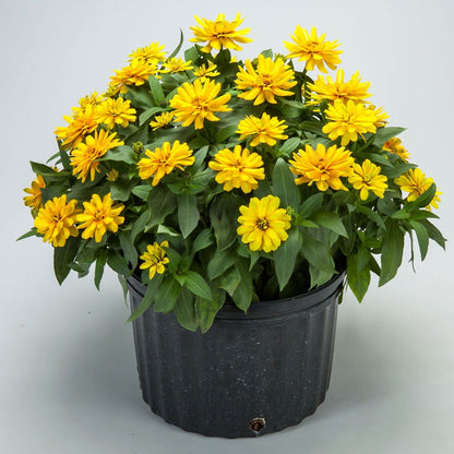 Zydeco™ Deep Yellow Zinnia Seeds