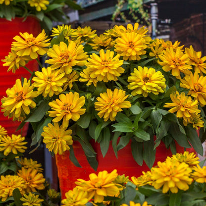 Zydeco™ Deep Yellow Zinnia Seeds