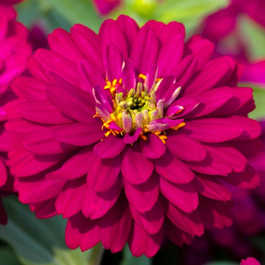 Zydeco™ Cherry Zinnia Seeds