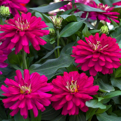 Zydeco™ Cherry Zinnia Seeds