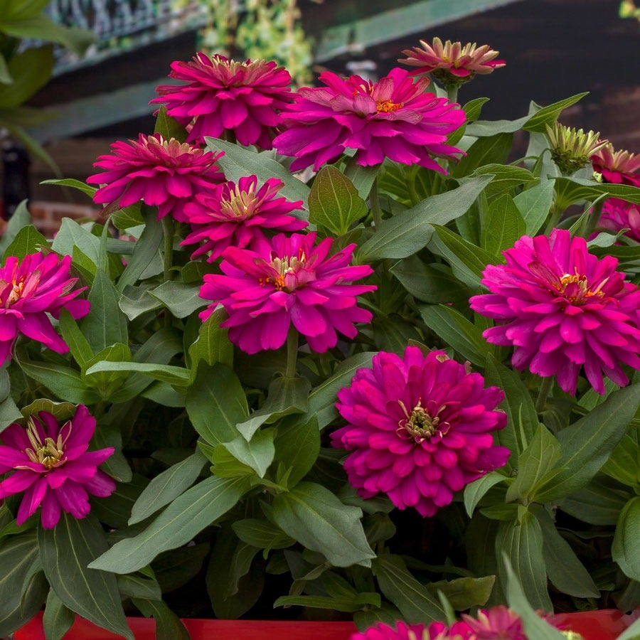 Zydeco™ Cherry Zinnia Seeds