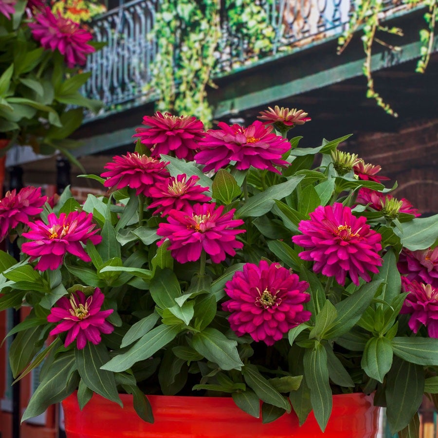 Zydeco™ Cherry Zinnia Seeds