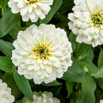 Zydeco™ White Zinnia Seeds