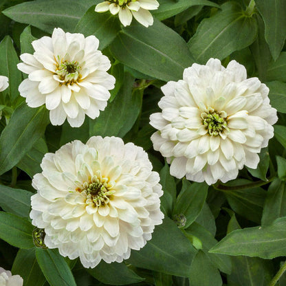 Zydeco™ White Zinnia Seeds
