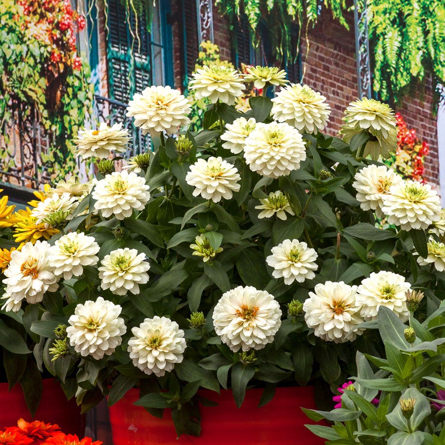 Zydeco™ White Zinnia Seeds