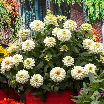 Zydeco™ White Zinnia Seeds