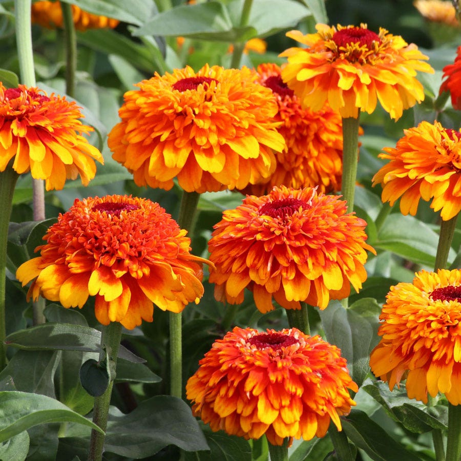 Zinderella Zest Zinnia Seeds